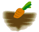 土に植わったにんじん